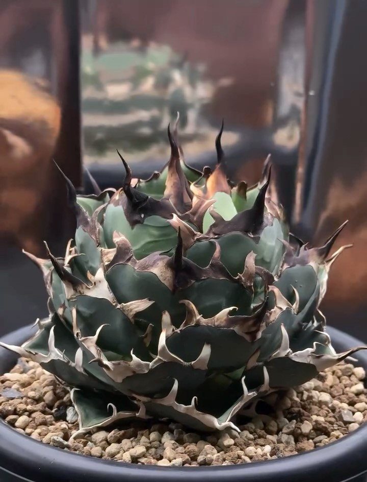 Succulent plant with dark green leaves and sharp black spiky tips in a pot.