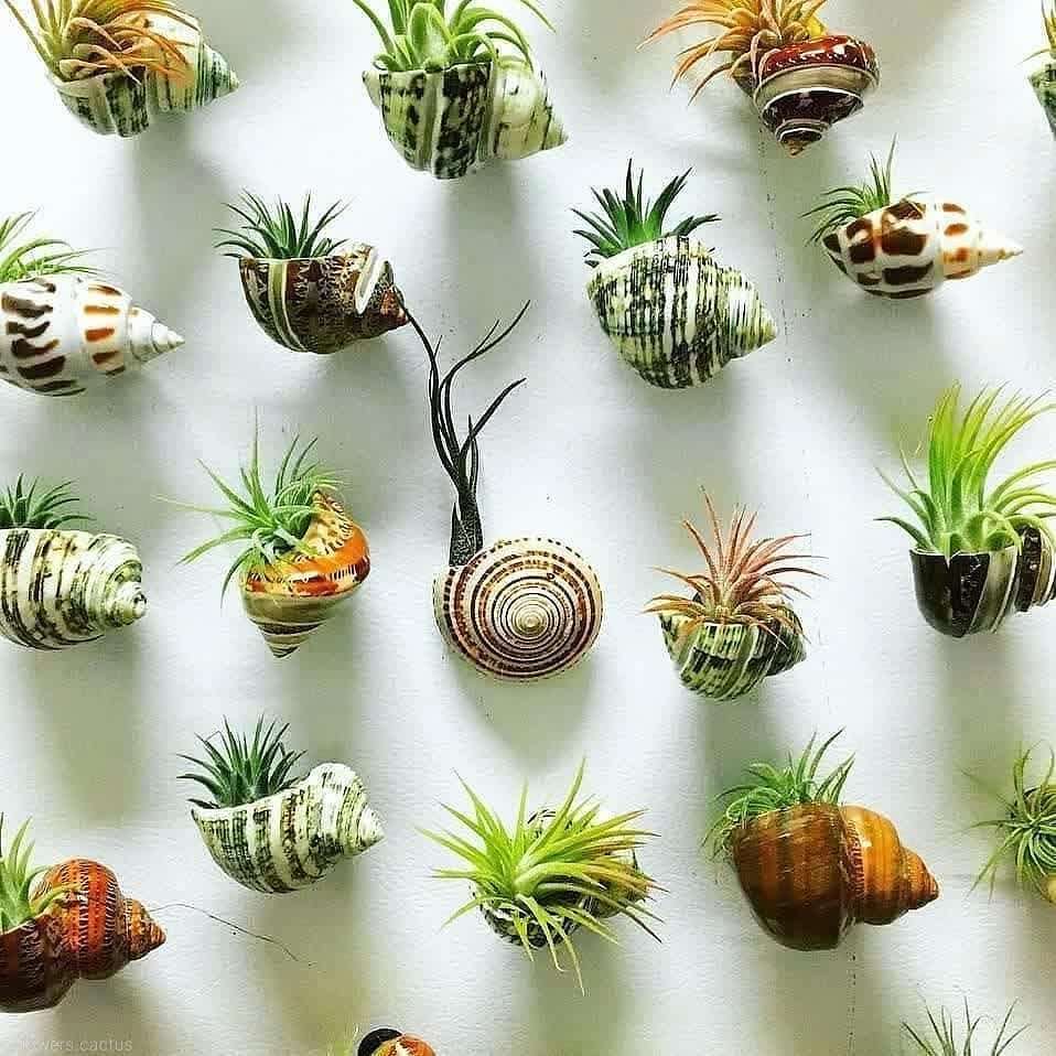 Small green air plants displayed on a white wall, some inside decorative seashells.