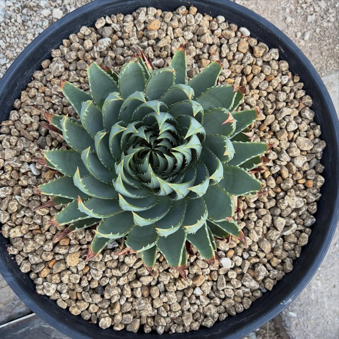 Aloe polyphylla with spiraling green leaves in a black pot with brown pebbles