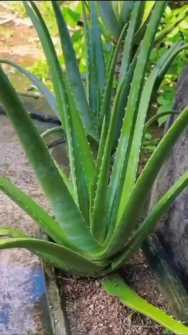 Green aloe plant with thick, spiky leaves growing in a garden bed.