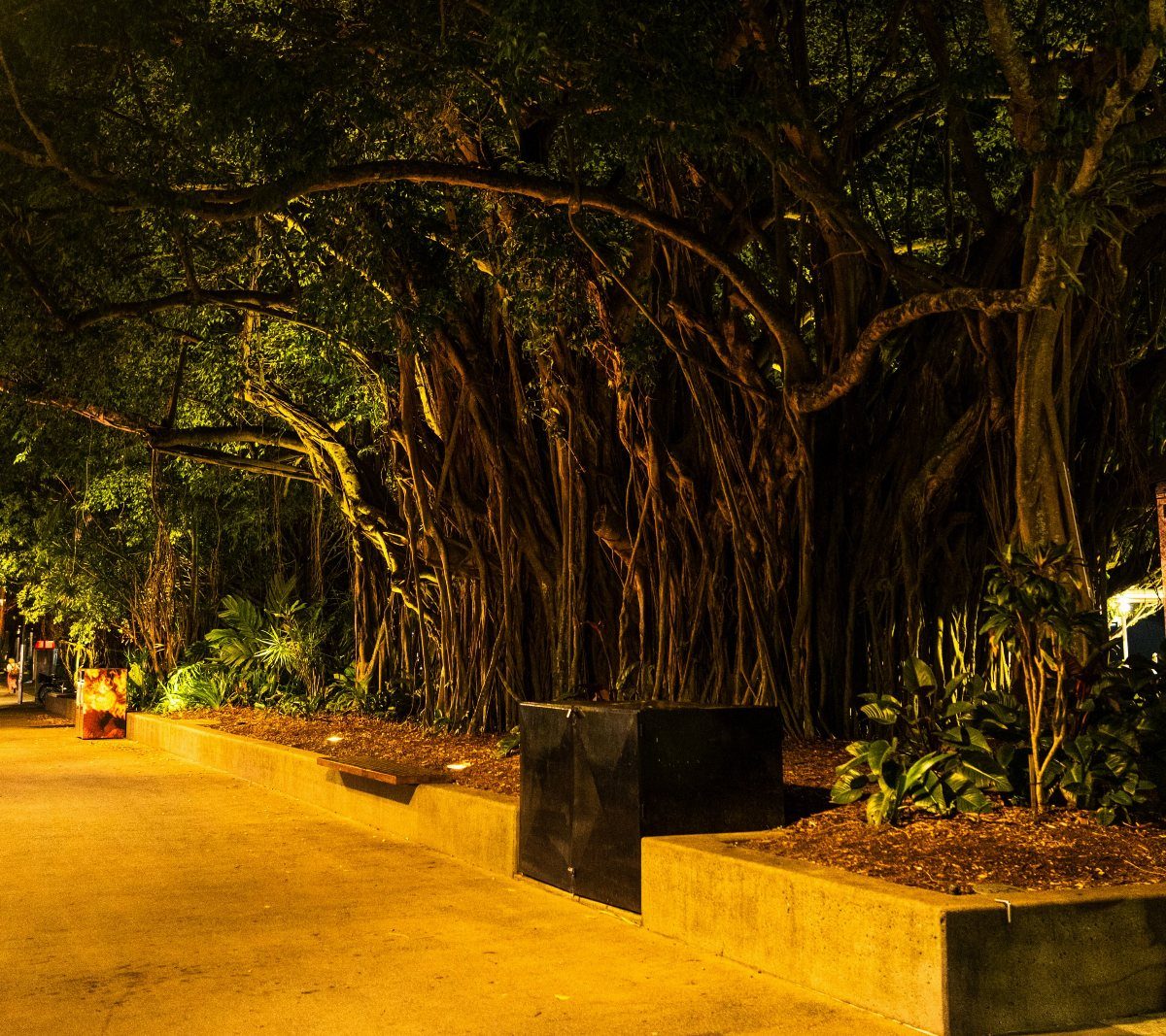 Large banyan tree with hanging aerial roots illuminated by yellow light at night.