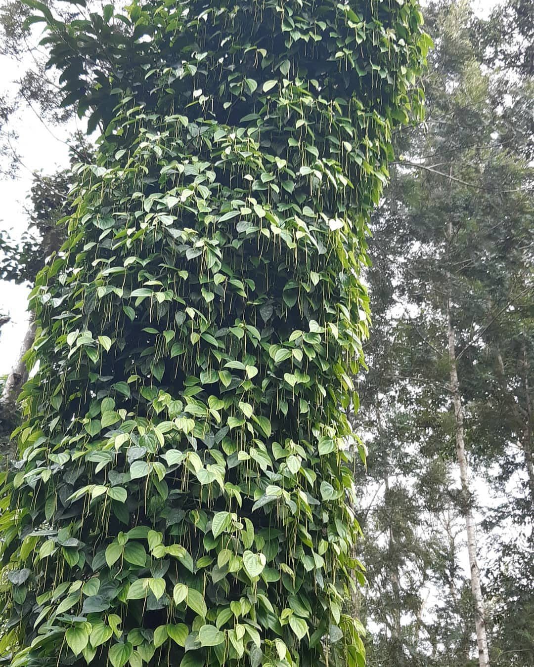 Black pepper vine with green leaves and peppercorn clusters climbing a tree trunk.