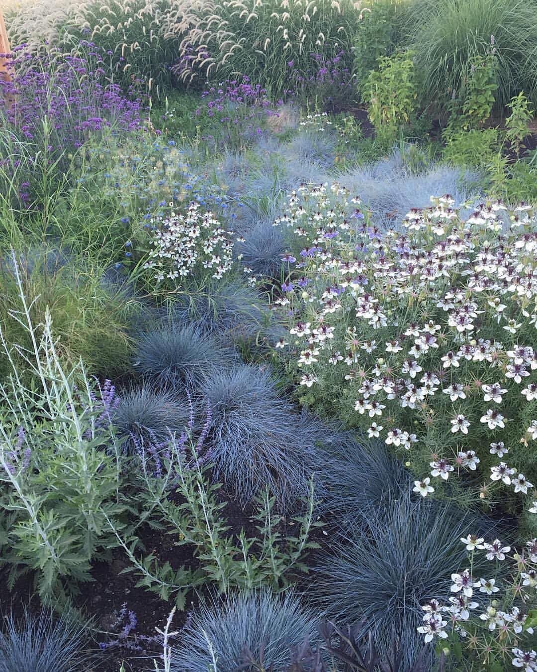 Blue-green clumping grass with pointy blades growing among white and purple flowers.
