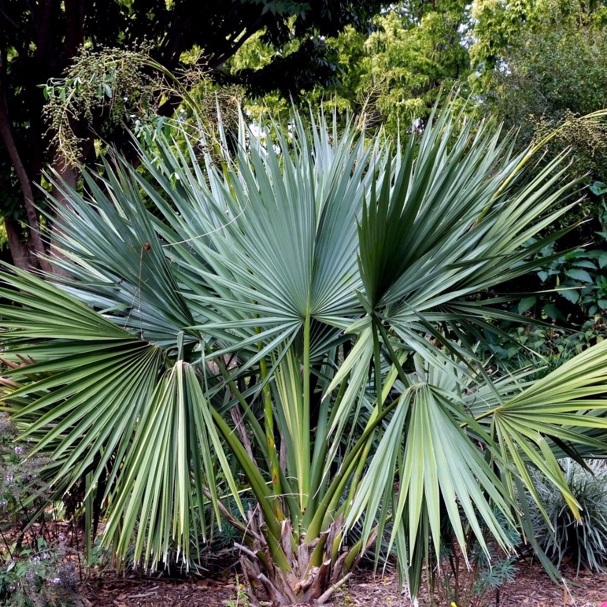 Blue-green fan palm with sharp, spiky leaves in a lush garden setting.