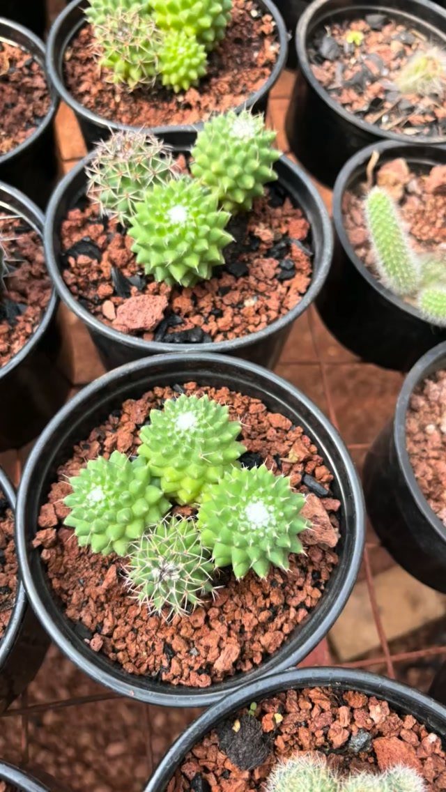Small round green cacti with white spines in black plastic pots with red soil.