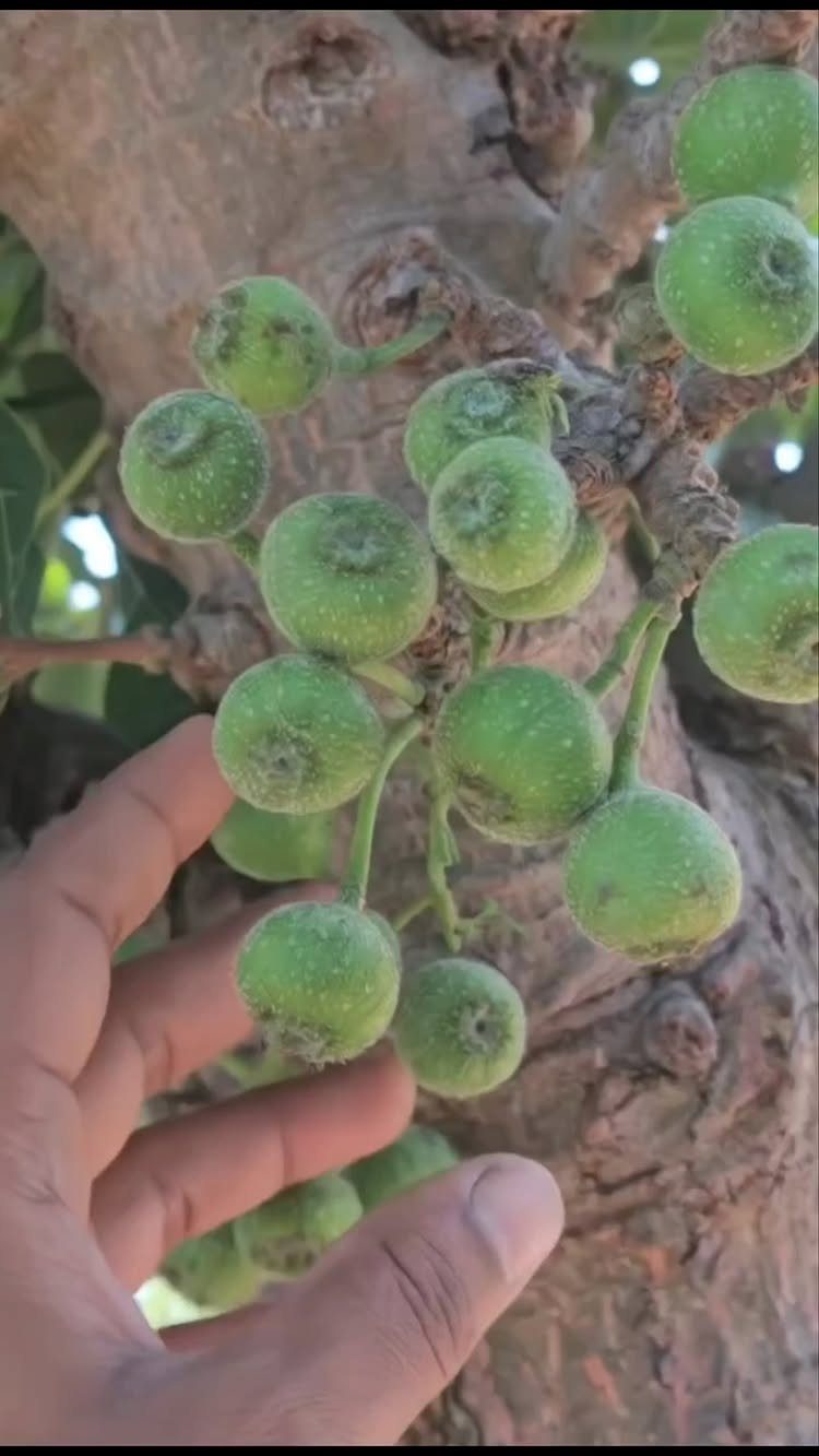 Green figs growing in clusters directly from the brown bark of a tree trunk.
