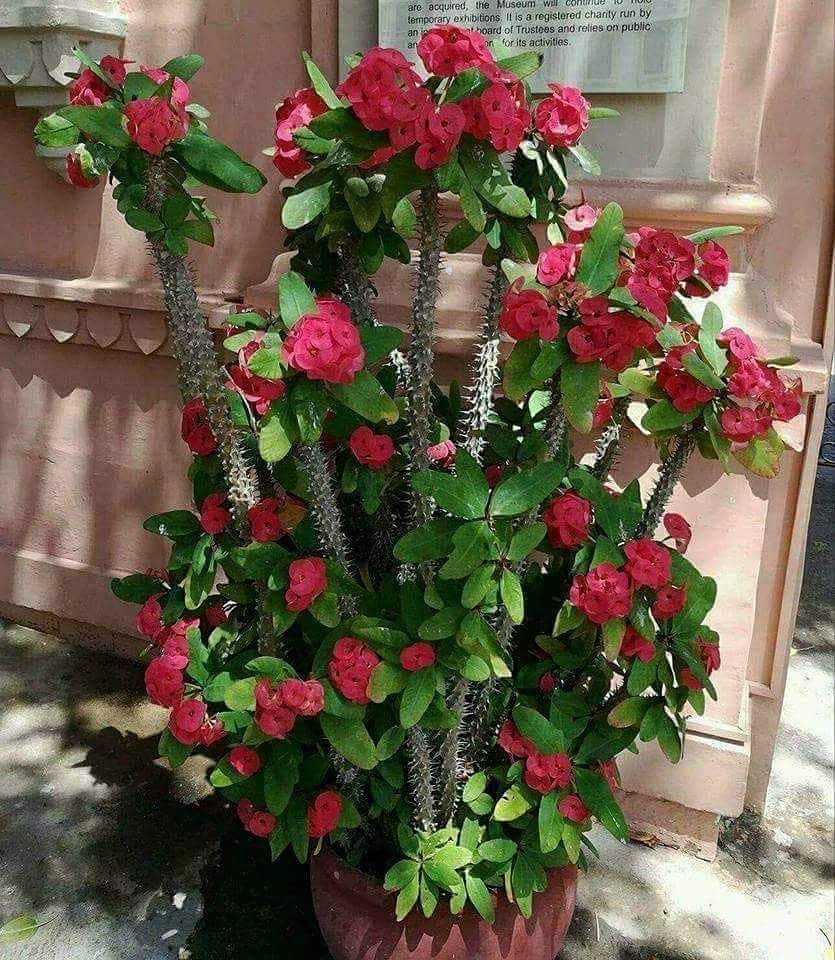 Crown of Thorns plant with red flowers and thorny stems in a pot.