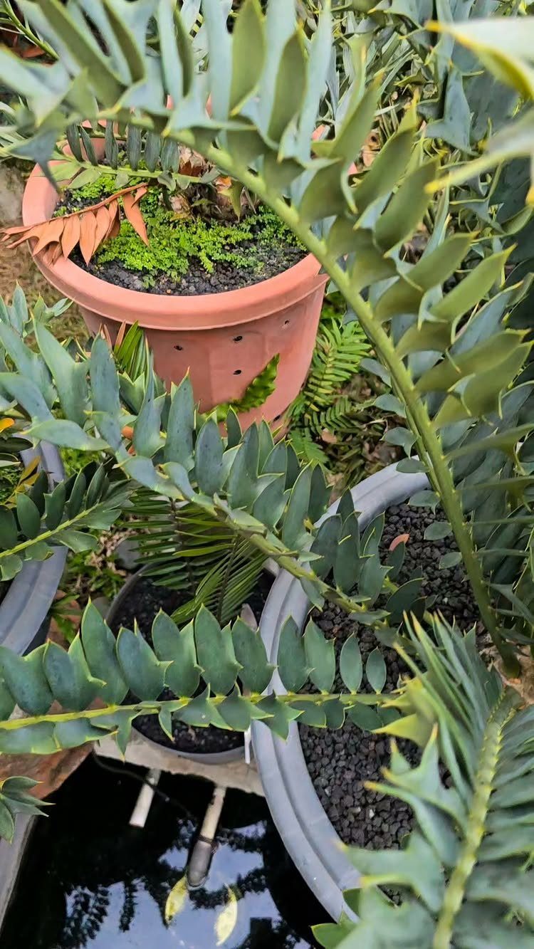 Green spiky cycad leaves growing in terracotta and grey pots near a pond.