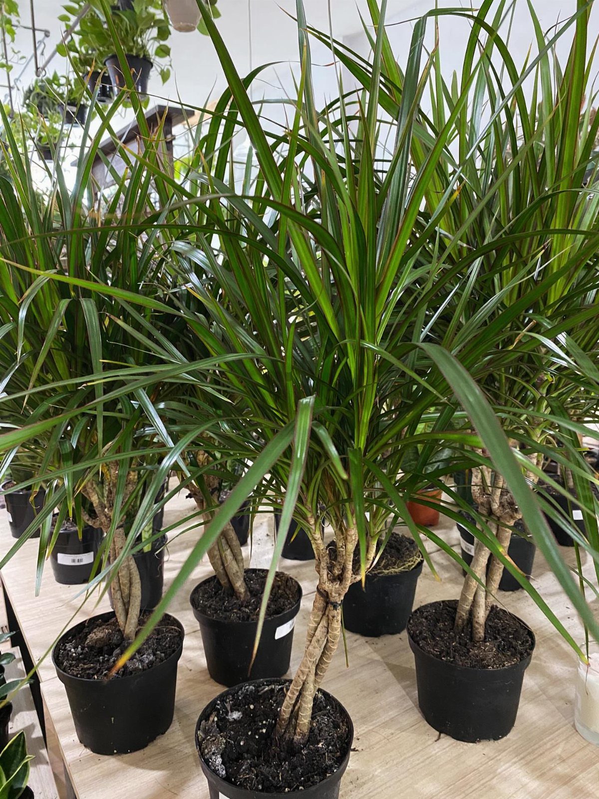 Potted Dracaena plants with long, spiky green leaves in a bright greenhouse.