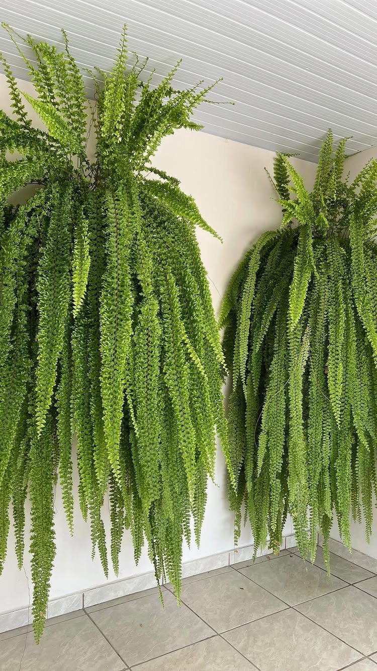 Two large green ferns with long cascading fronds hanging against a white wall.