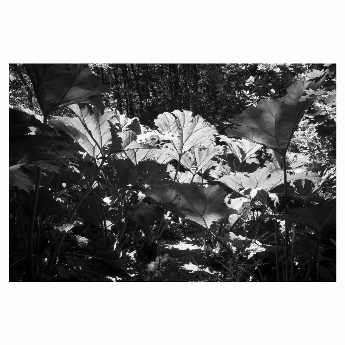 Giant rhubarb plant with massive, jagged leaves in a shaded forest setting.