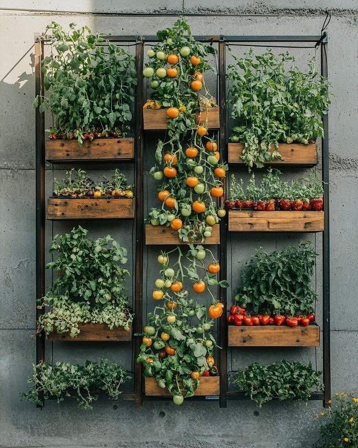 17 Wall Planting Ideas, from Green Walls to Stone Planters 10 Vertical garden with wooden planters growing tomatoes and greenery against a concrete wall.