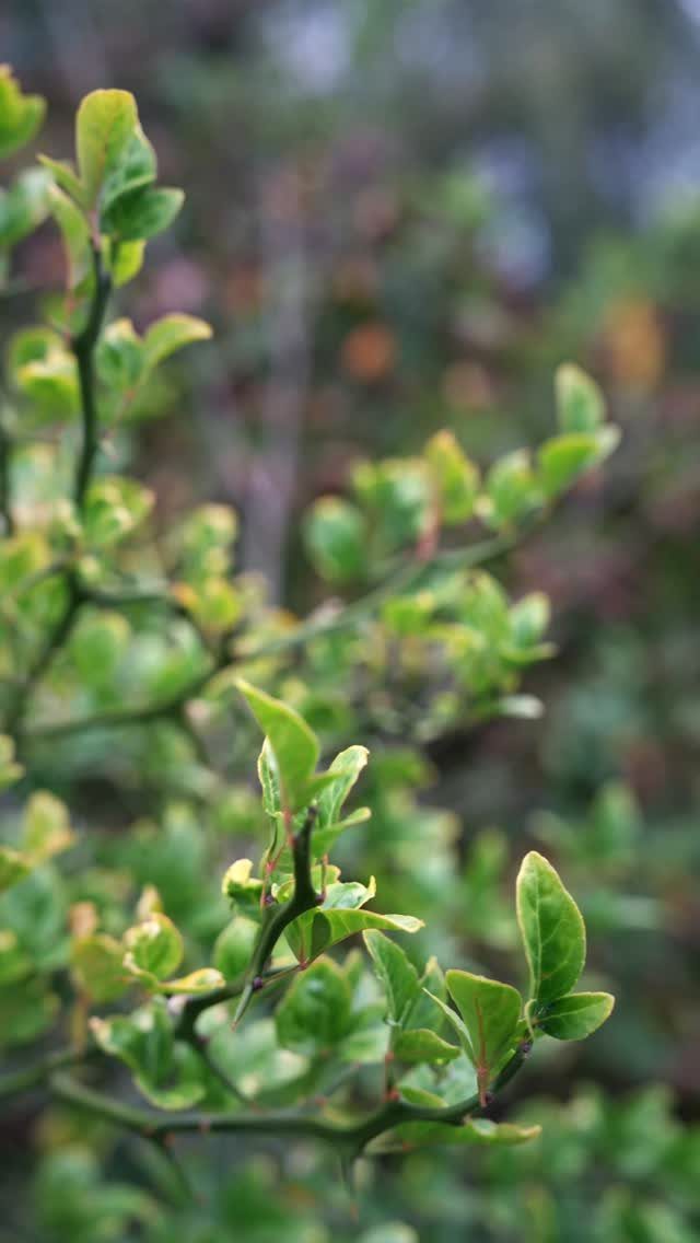 Green branches with small oval leaves and sharp thorns in a natural setting.