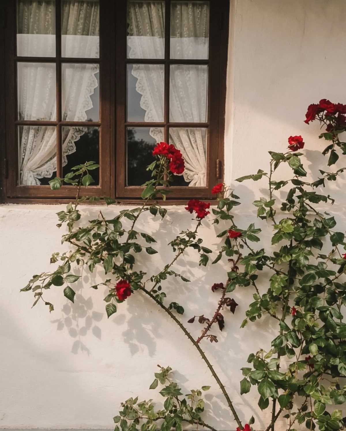 White lace curtains in a wooden window with red roses growing outside.