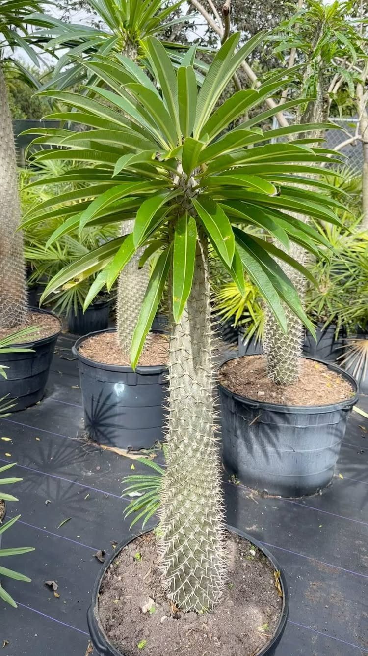 Madagascar ocotillo plant with a spiky grey trunk and green pointed leaves in pot