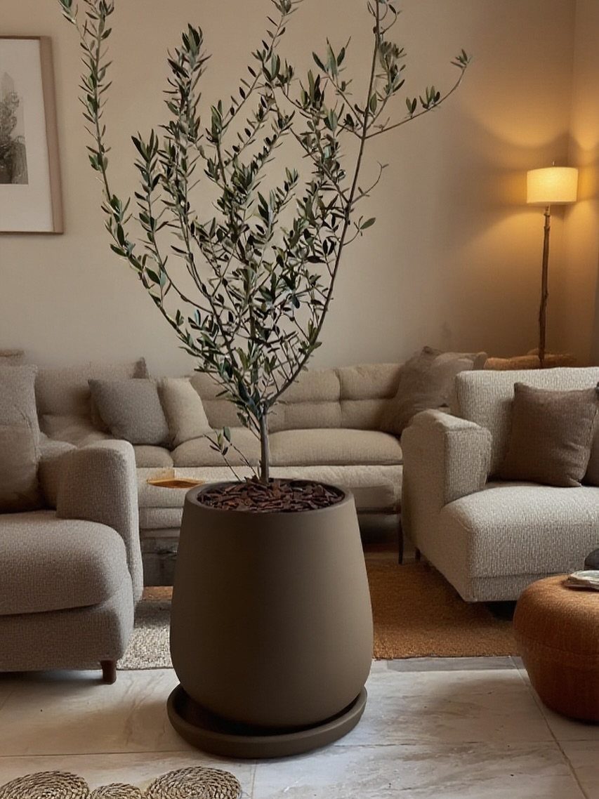 House Plant Pots: 21 Ideas in Ceramic, Terracotta and Metal 20 Large matte brown ceramic planter with an olive tree in a modern living room.
