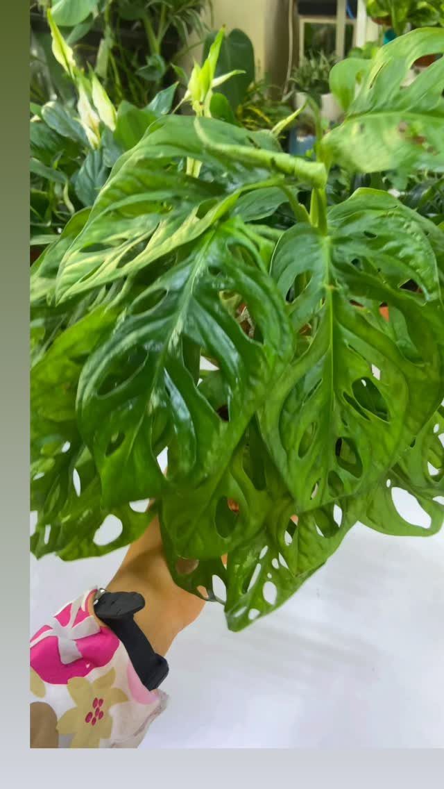 Monstera adansonii plant with perforated green leaves held by a person's hand.