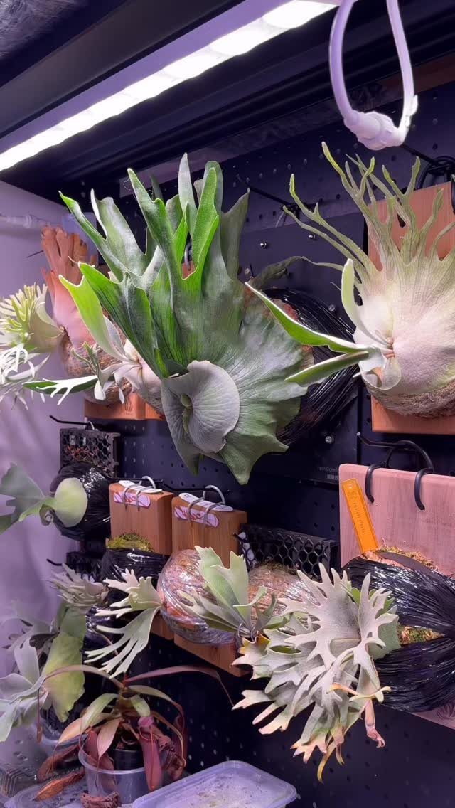 17 Wall Planting Ideas, from Green Walls to Stone Planters 11 Staghorn ferns and air plants mounted on a dark wall under grow lights.