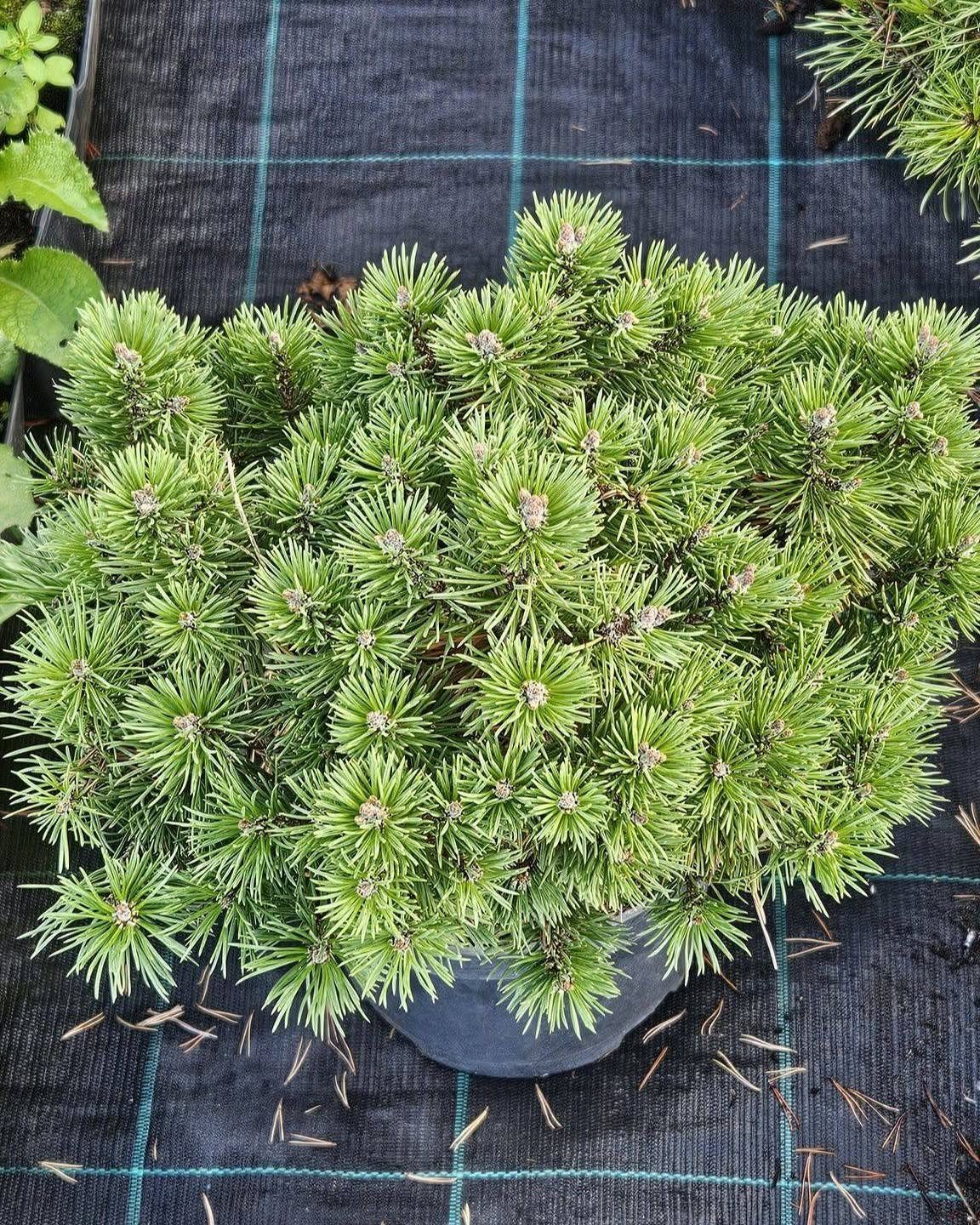 Small green shrub with dense, spiky needle-like leaves in a black nursery pot.