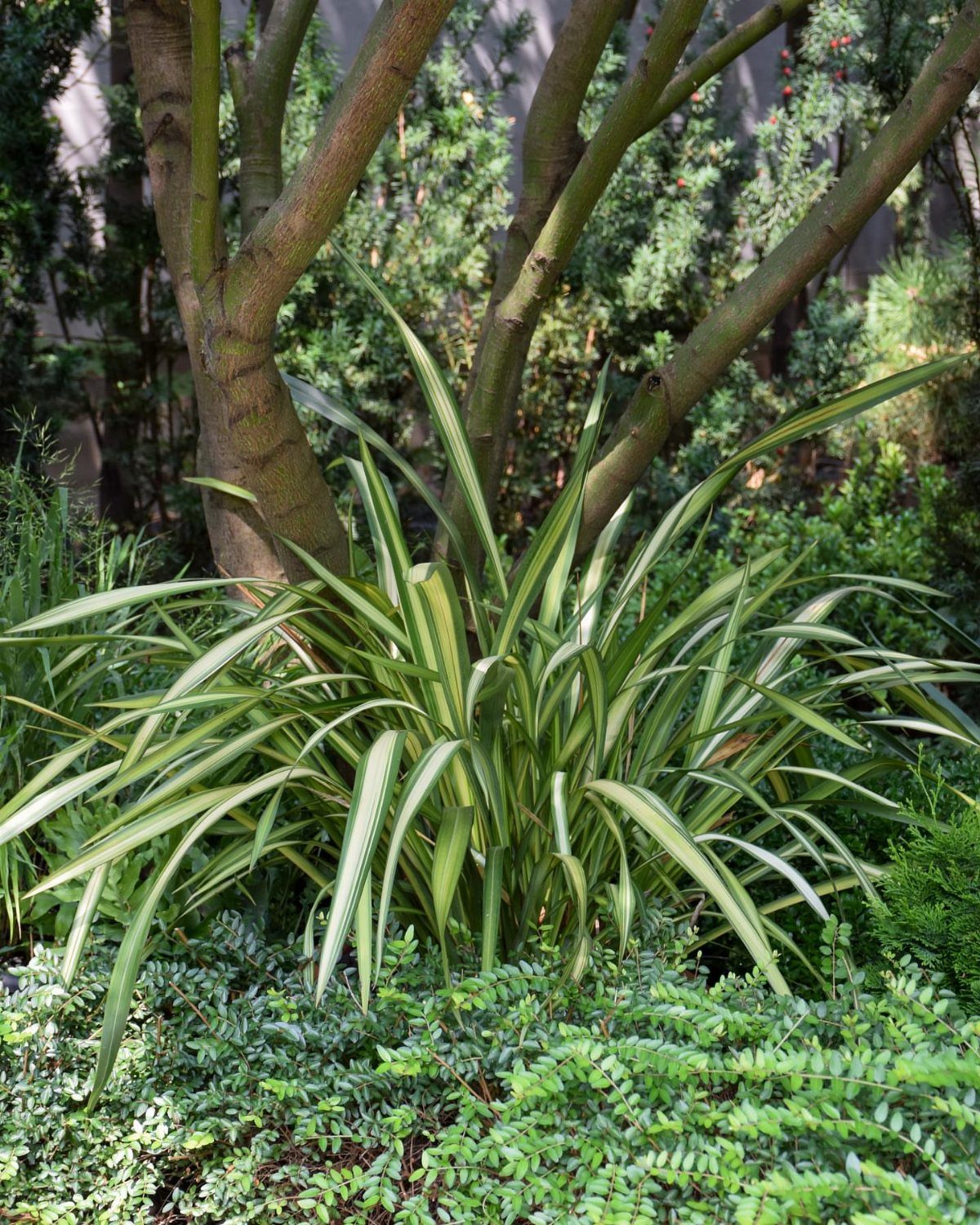 Variegated New Zealand Flax with long sword-like leaves growing under a tree.