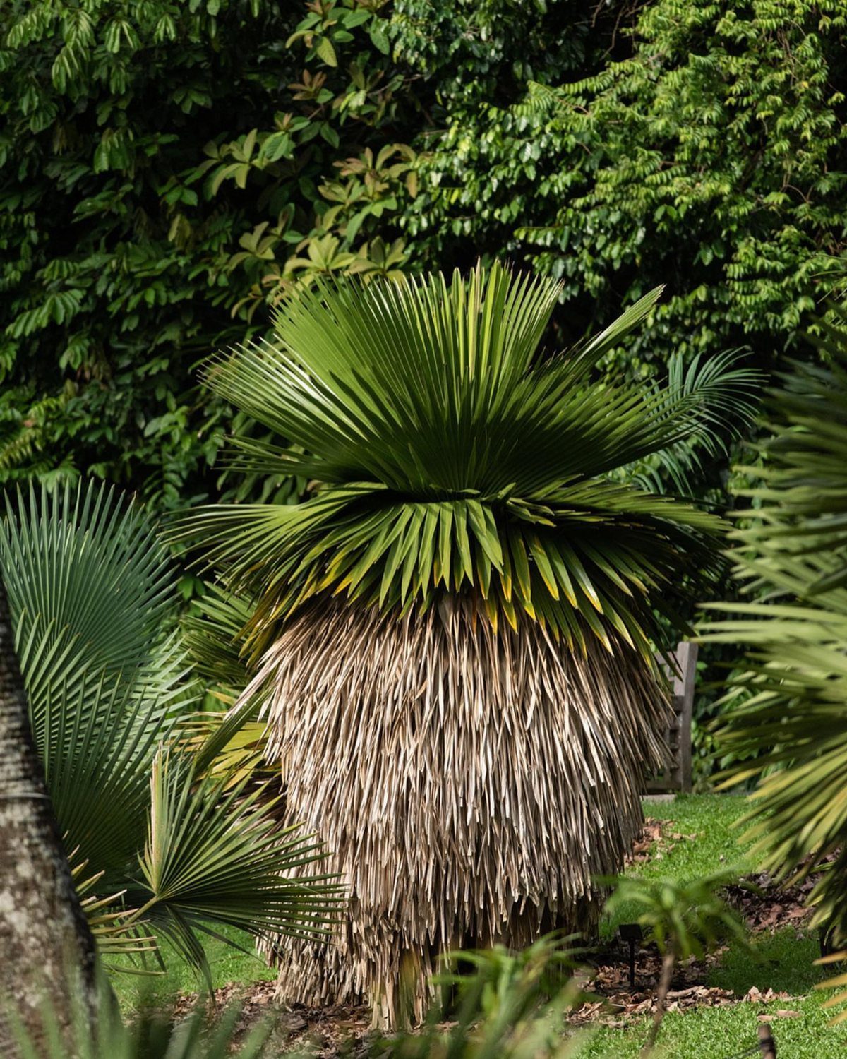 Palmyra palm tree with a brown shaggy trunk and green fan-shaped leaves.