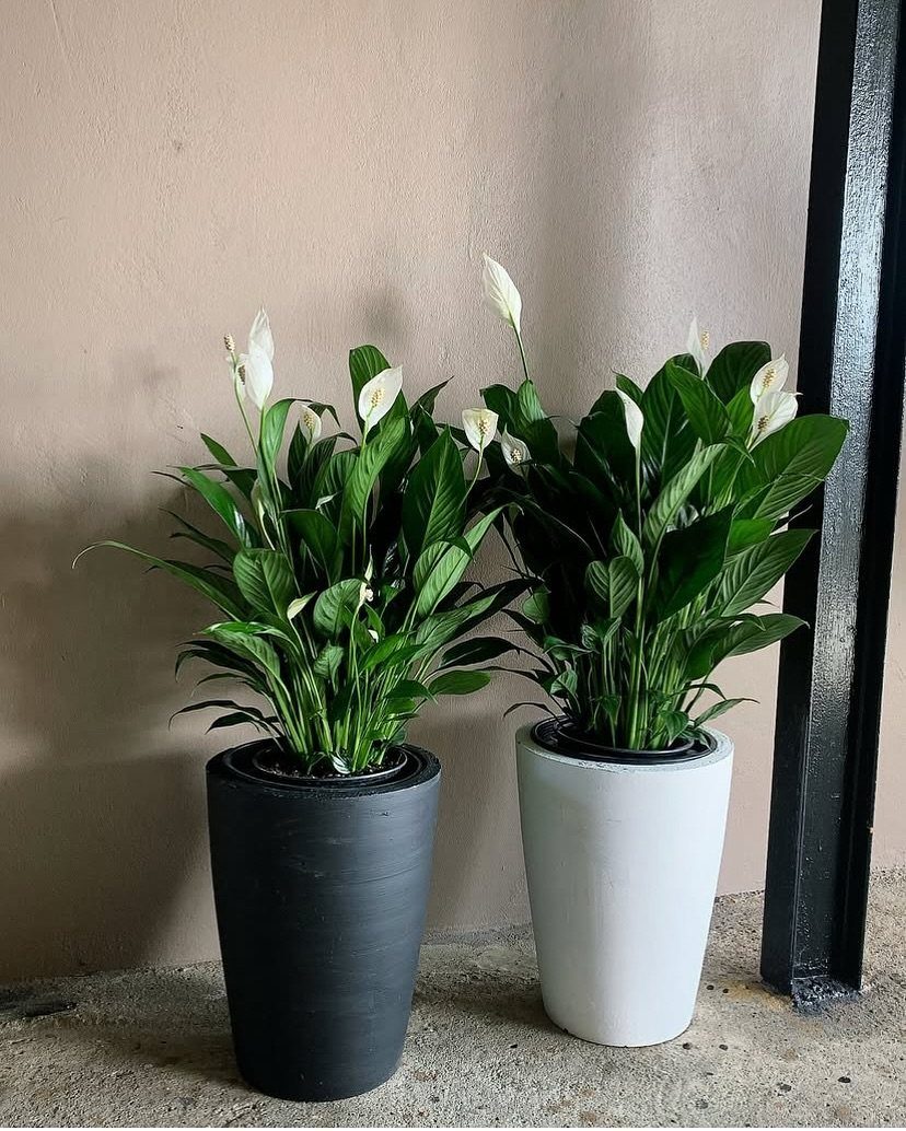 Two peace lily plants with white flowers in black and white pots.