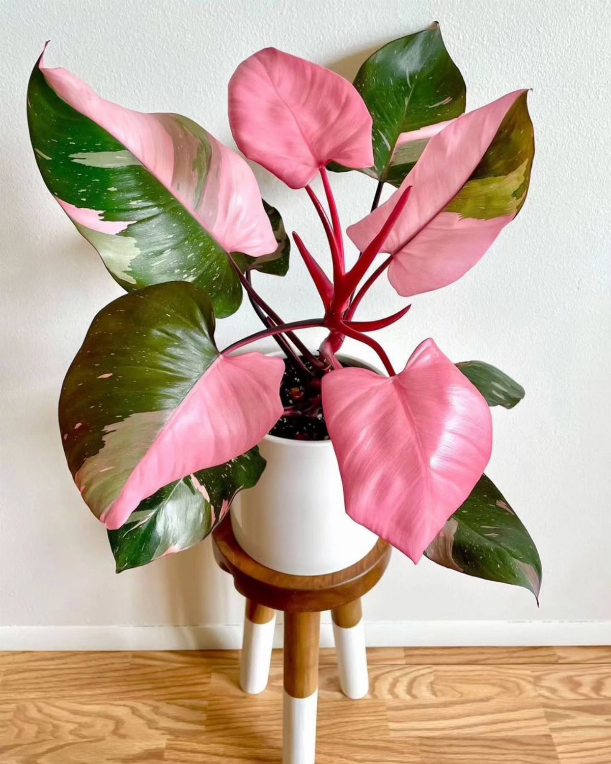Philodendron Pink Princess houseplant with pink and green leaves in a white pot.
