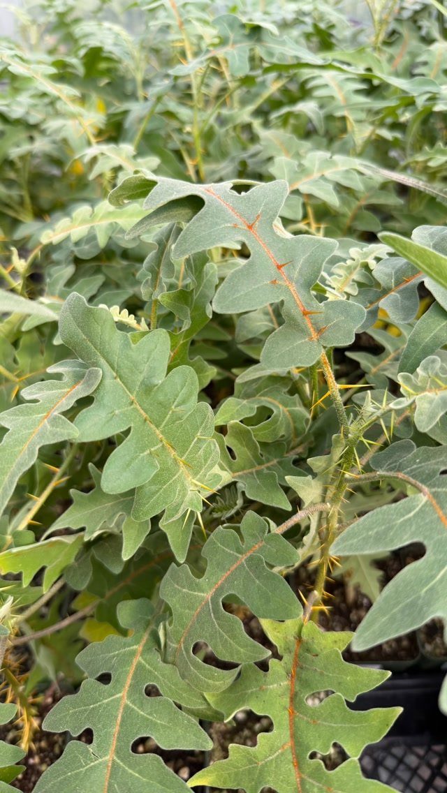 Porcupine tomato plant with green lobed leaves and sharp yellow thorns.