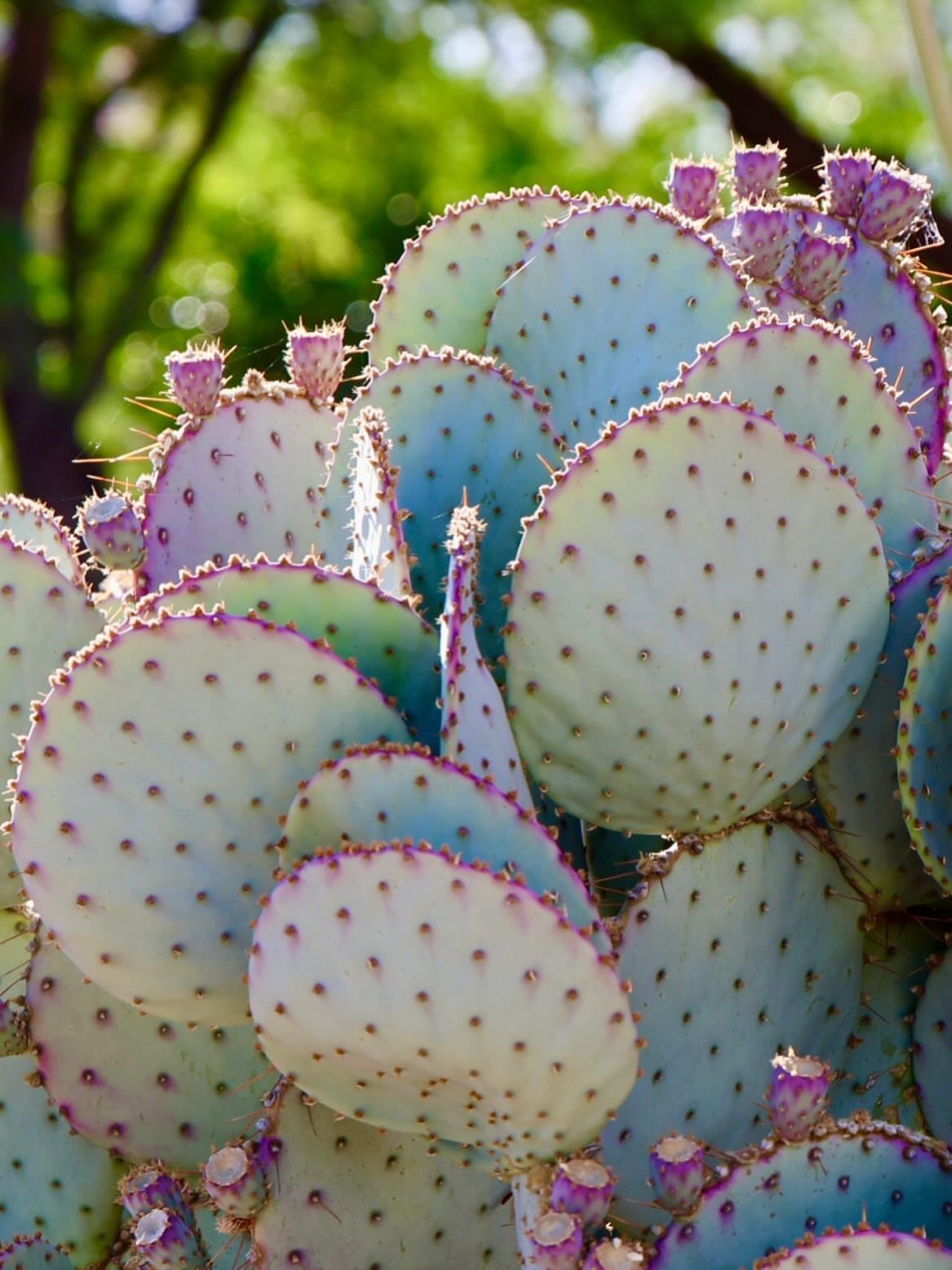 Prickly pear cactus with flat, spiny, bluish-green pads and purple edges.