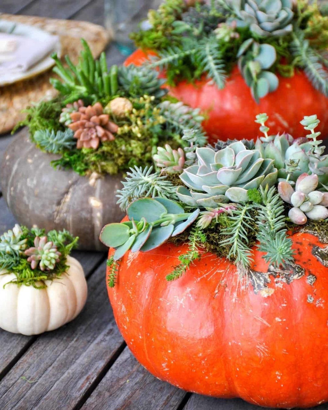 Orange, grey, and white pumpkins filled with various green and blue succulents and moss.