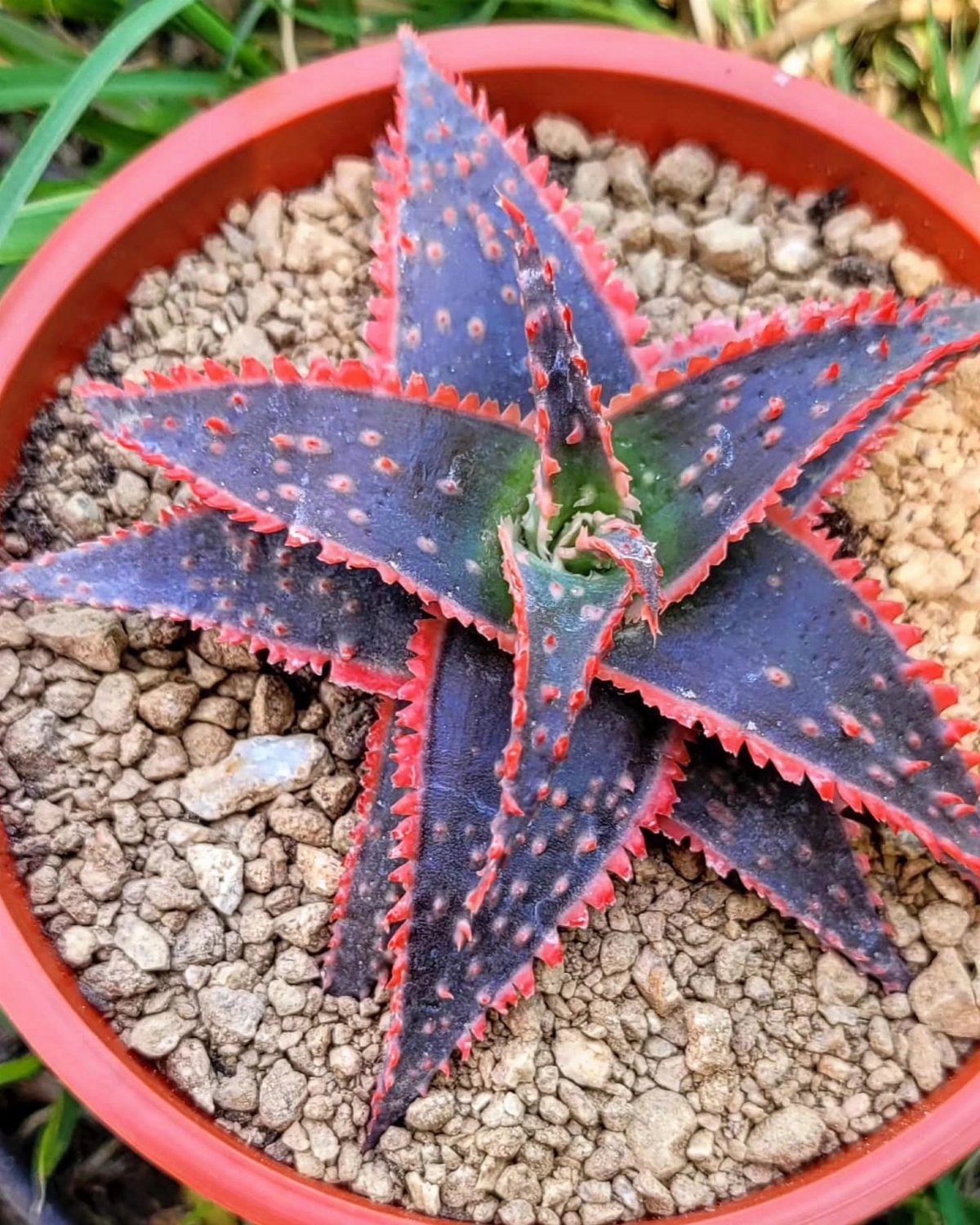 Dark purple succulent with red spiky edges in a terracotta pot with gravel.