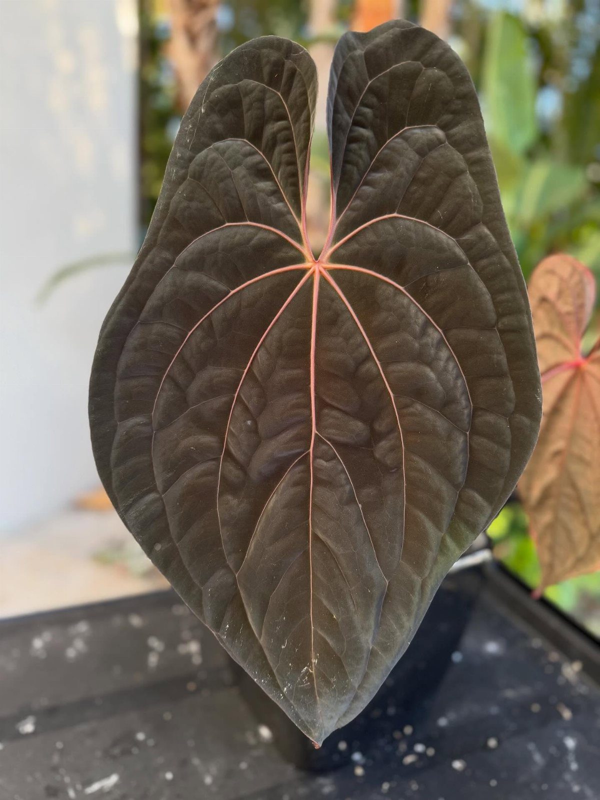 Heart-shaped dark purple leaf with striking red veins in an outdoor setting.