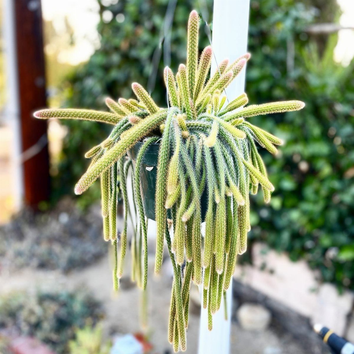 Rattail Cactus with trailing green stems hanging in a pot against a white post.
