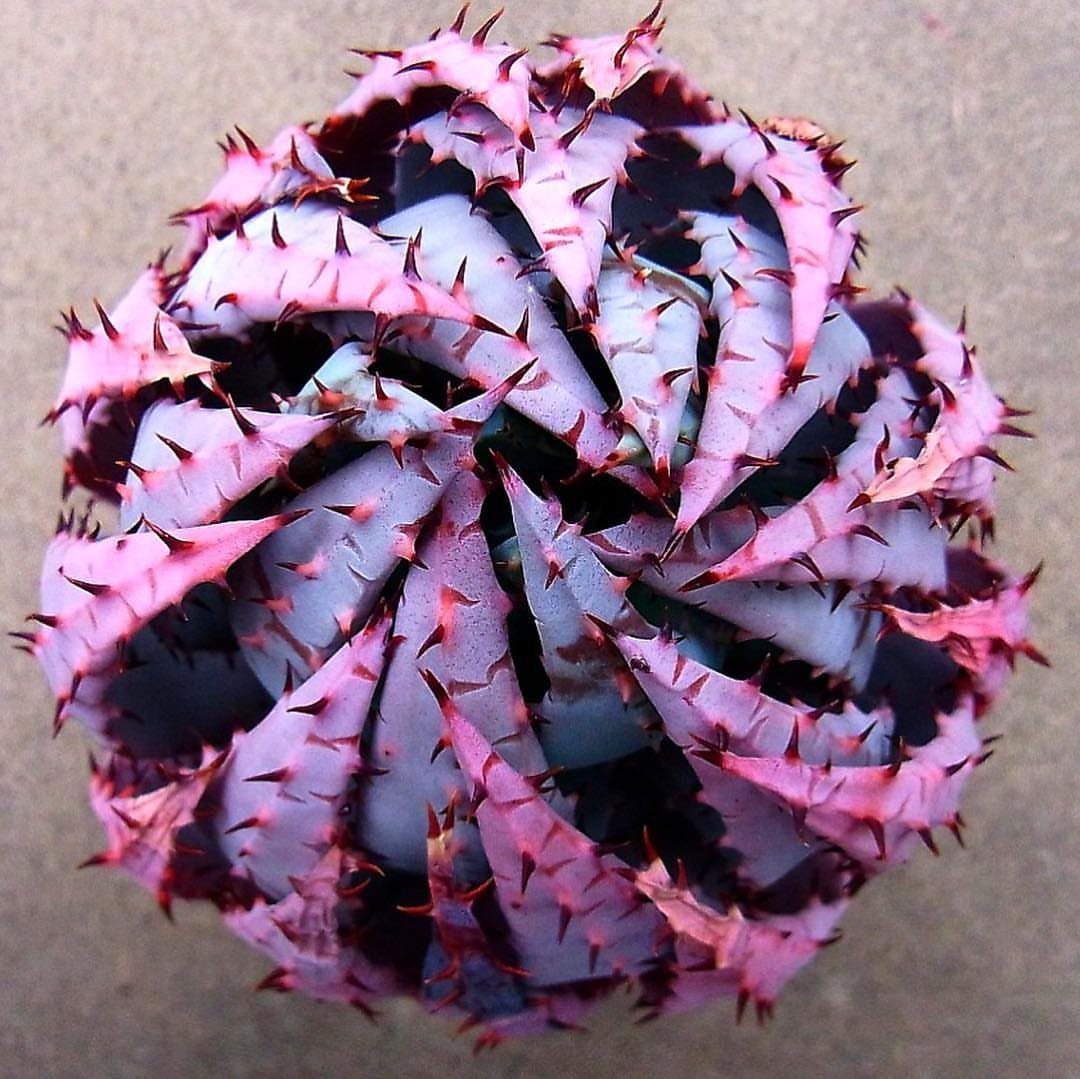 Succulent plant with blue-grey leaves and sharp reddish-pink spikes in a rosette shape.