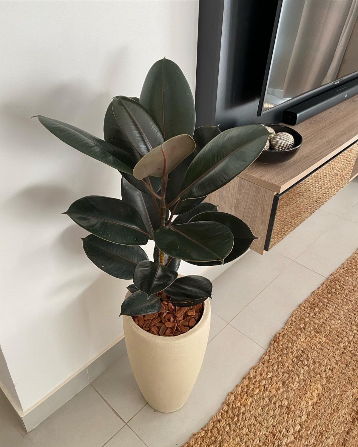 Rubber plant with glossy dark green leaves in a cream pot on tiled floor.