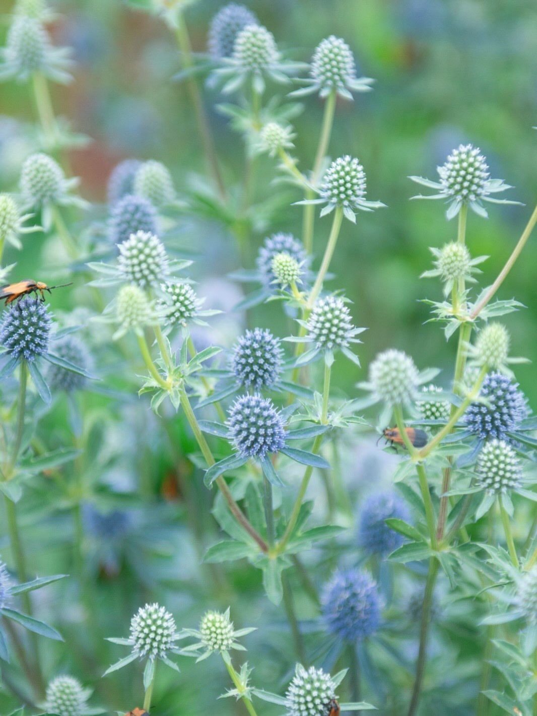 Sea Holly plants with spiky blue flower heads and pointed leaves in a garden.