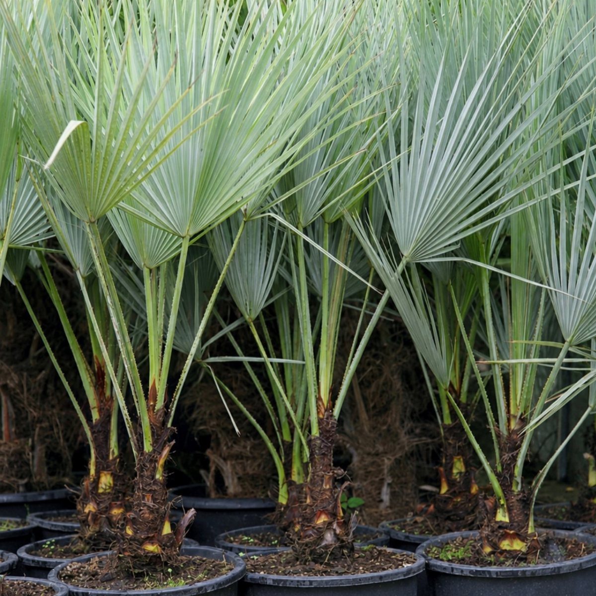 Small palm plants with spiky silver-green fan leaves in black plastic nursery pots.
