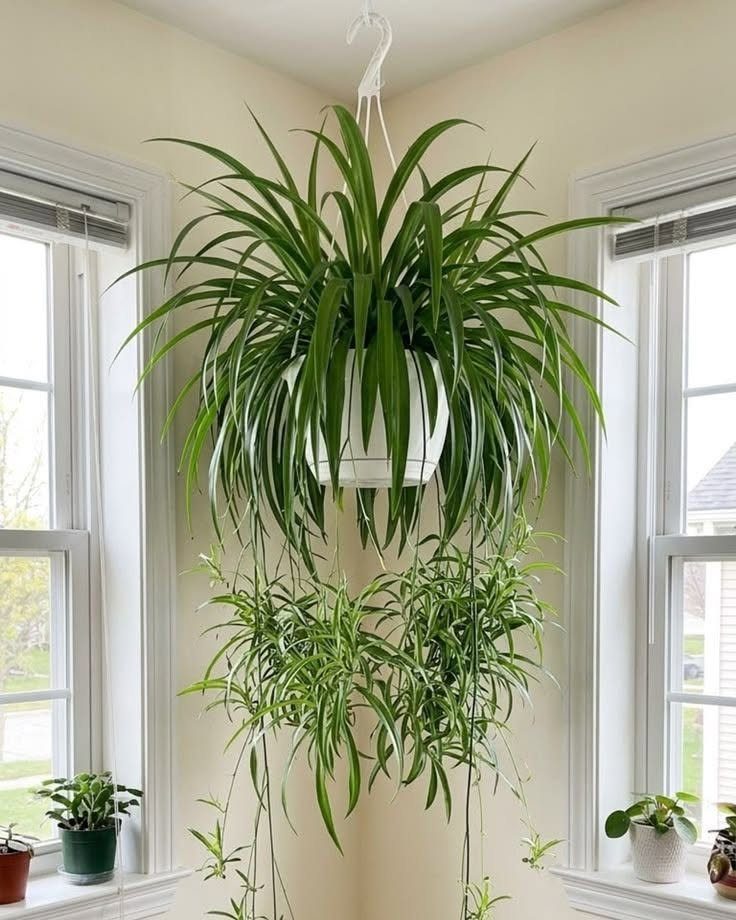 Green spider plant in a white hanging pot between two bright windows.