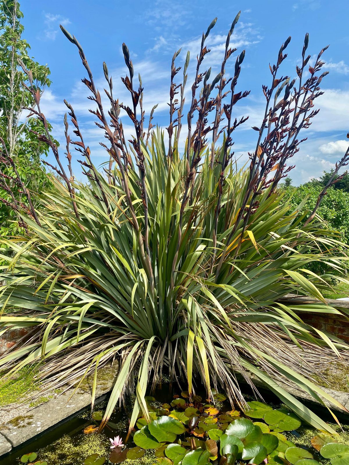 Spiky green plant with tall dark flower stalks beside a lily pad pond.