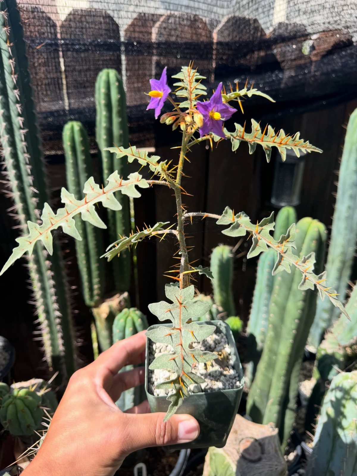 Spiky plant with purple flowers in a small pot held by a hand.