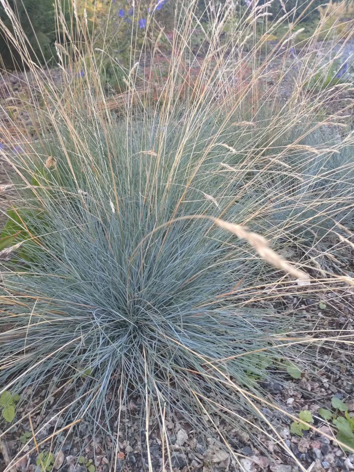 Blue-grey ornamental grass with spiky leaves and tan seed heads in gravel.
