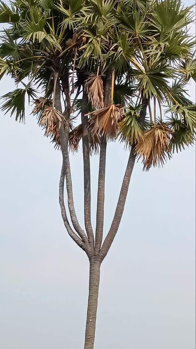 Tall palm tree with spiky green fan leaves and brown fronds against a grey sky.