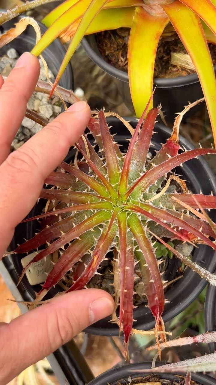 Small potted plant with reddish-green spiky leaves in a rosette arrangement.
