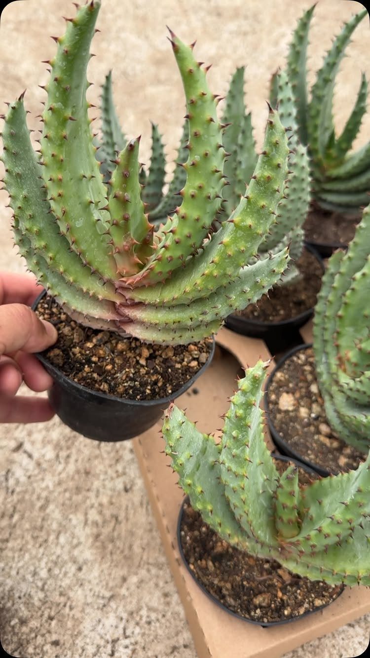 Green succulent plant with spiky leaves in a small black plastic pot.