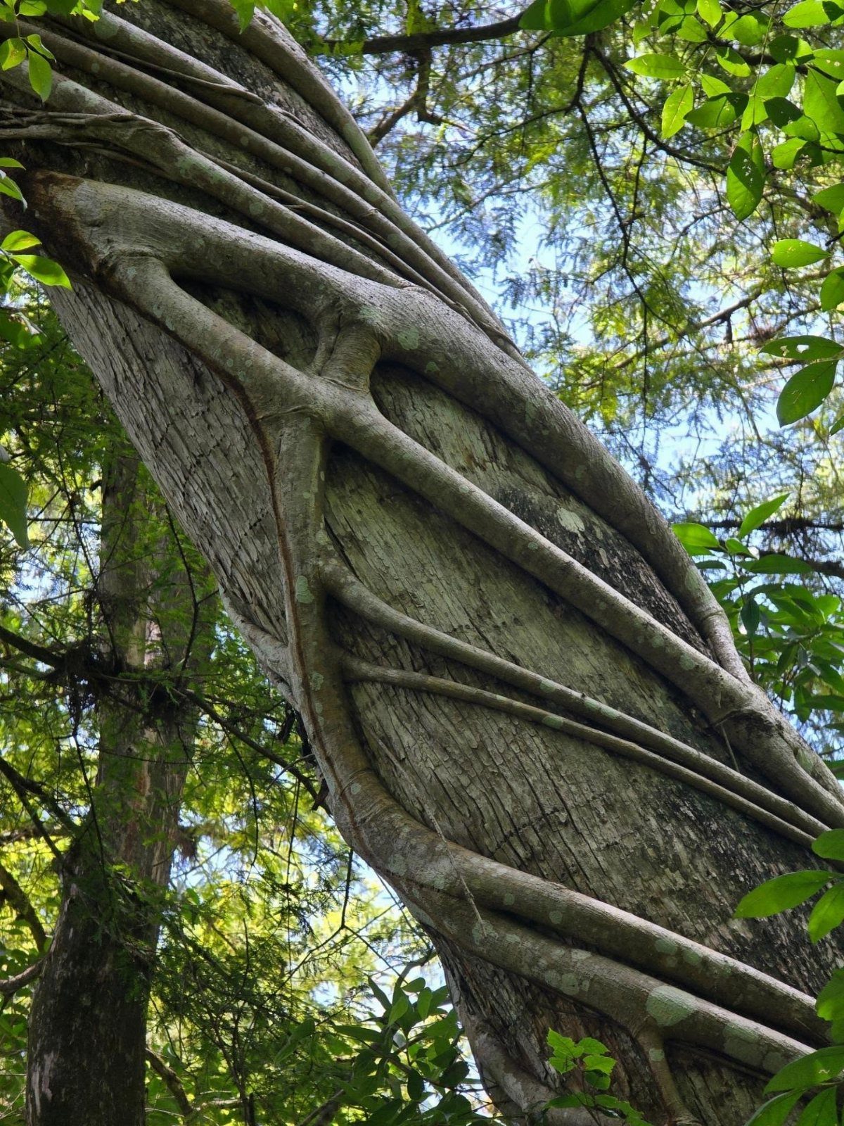 Strangler fig roots wrapping around a large tree trunk in a lush forest.