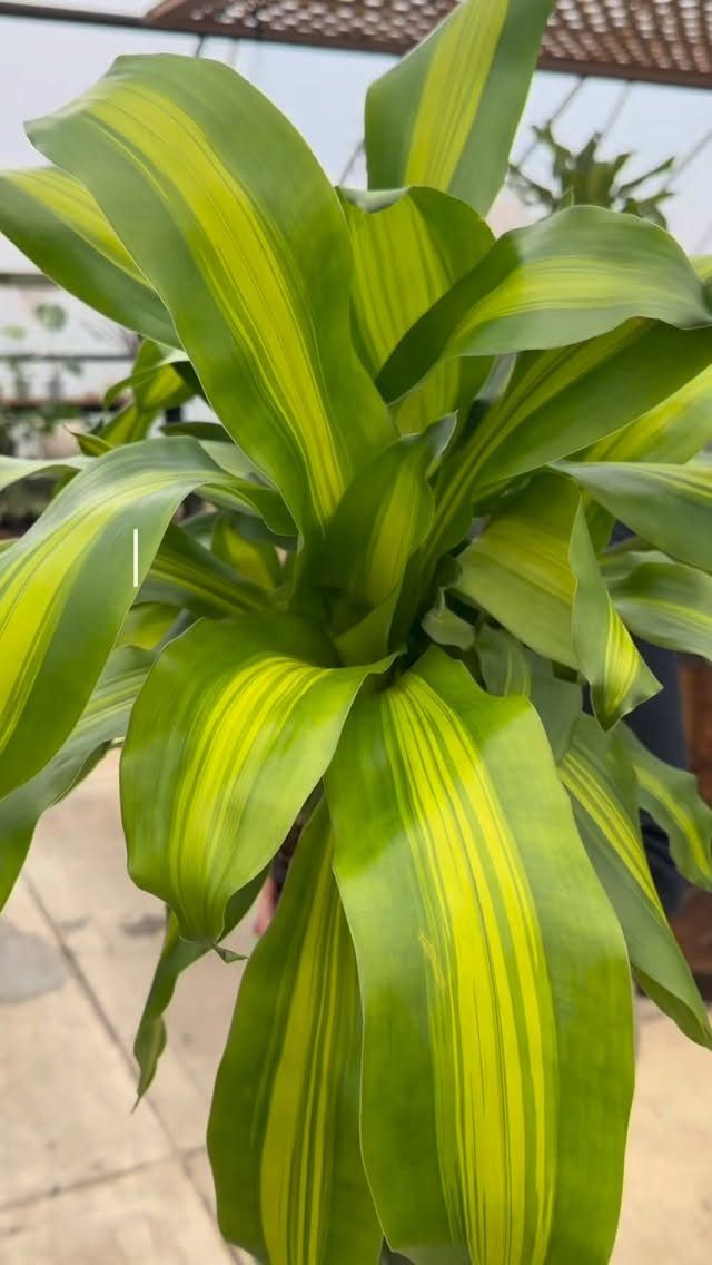 Green and yellow striped leaves of a tropical houseplant in a greenhouse.