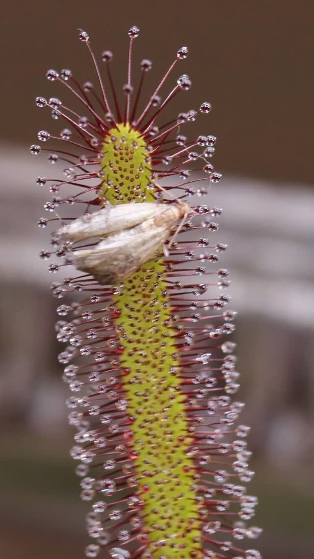 Sundew plant leaf with glistening dew drops trapping a small brown insect.