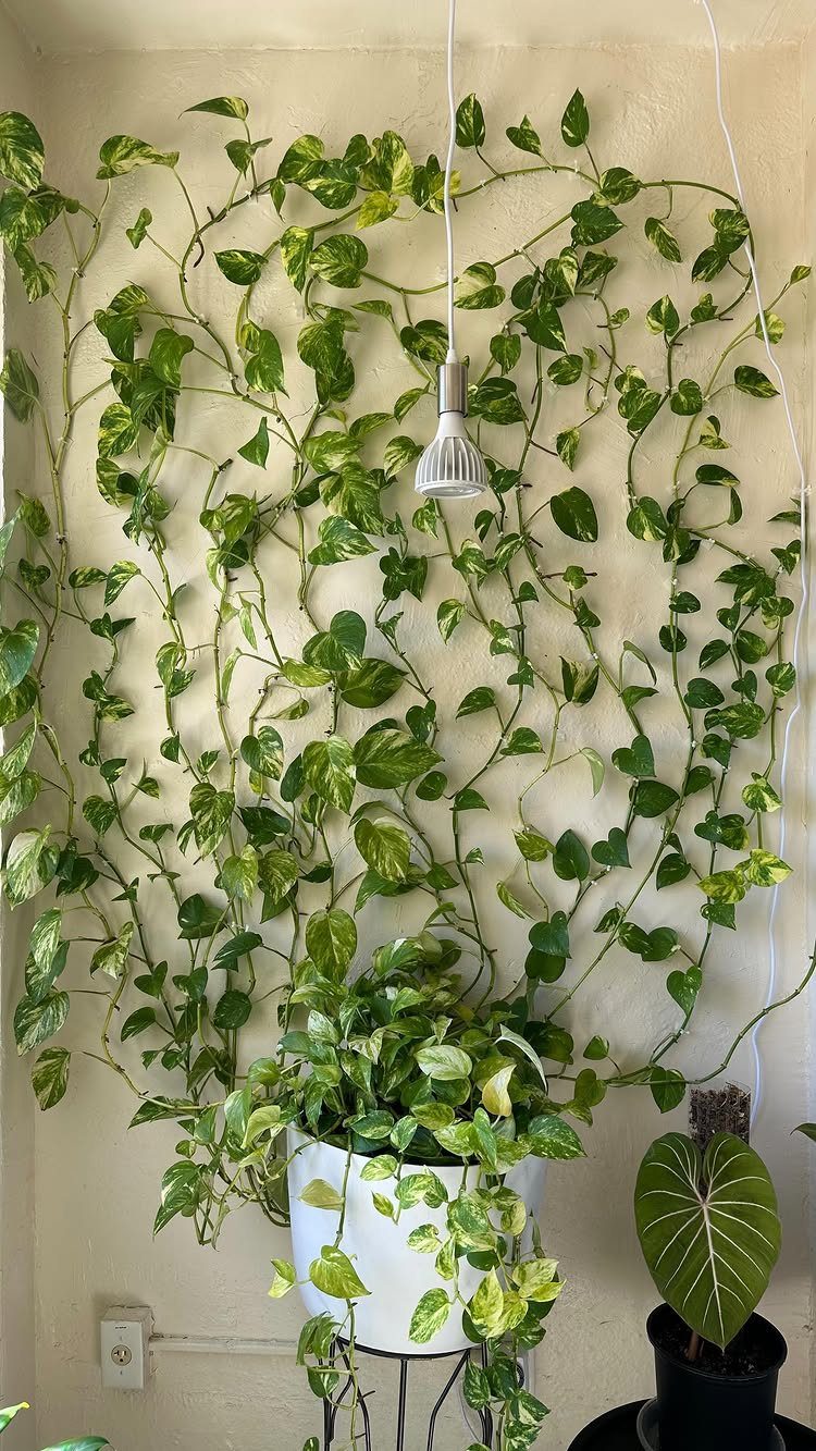 17 Wall Planting Ideas, from Green Walls to Stone Planters 4 Climbing green vine growing up a light wall from a white pot.