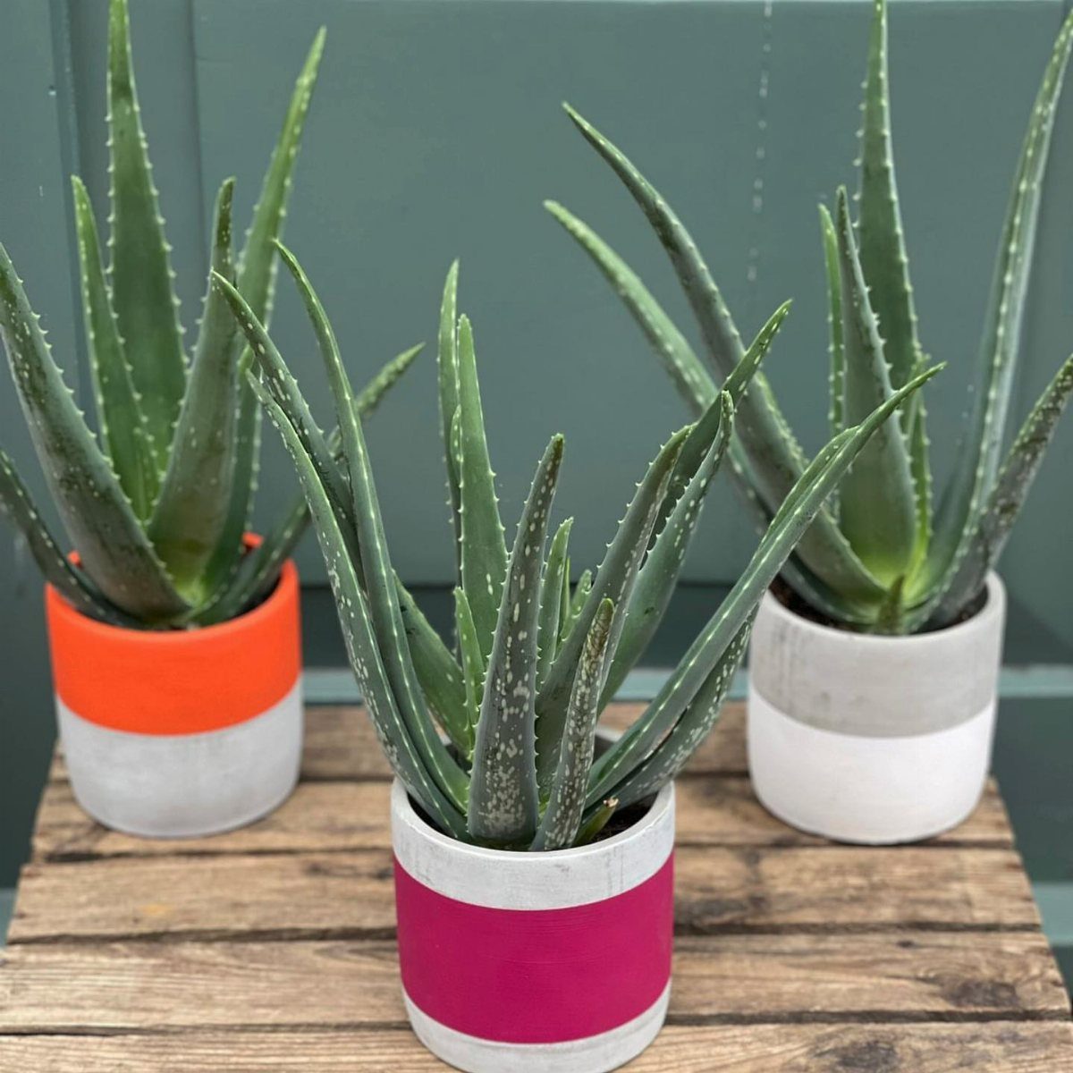 House Plant Pots: 21 Ideas in Ceramic, Terracotta and Metal 8 Three aloe vera plants in two-tone painted concrete pots on a wooden surface.