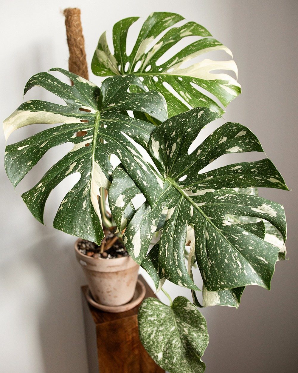 Variegated Monstera plant with large split leaves in a terracotta pot.